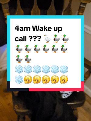 Snow Update 415am!!! The ducks are outside....whaaaat. They may sense the ice storm coming,  maybe they're anxious, maybe they heard me sneeze!   It's a mystery lol #Foryou #fyp #viralvideo Virginia #Appalachia #swVA #Duckville #MomsofTikTok #baby #babies #kidsoftiktok #ducklings #riverducks #clinchriver #virginia #ducks #duck #mallards #woodducks #Love #foryou #kindness #fypage #Fyp #fypシ゚viral  #fypツ #foryou #fyppp #foryourpage #fypage #fypage  #viralvideos #animalsoftiktok #wildlife #wildanimals #naturetok #foryoupage #fypp #clinchriver #riverducks #riverlife #river #water #Home #tiktok #tiktoker #thanksforwatching #fyppppppppppppppppppppppp #viral #nature #natureathome  #thanksforwatching #foryoupage #fyp #Foryou #foryoupageofficiall #fypシ #fypシ゚viral  #fyppppppppppppppppppppppp #Snowstorm2025 #january #swVa #Virginia #rural #fypツ  #appalachianmountains #blueridgemountains 