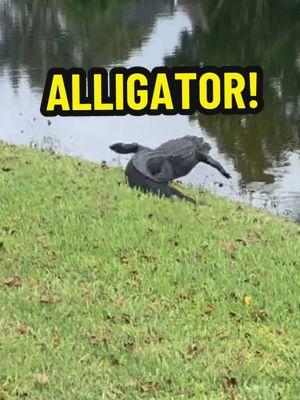 🐊GIANT ALLIGATOR!🐊 #alligator #alligators #crocodile #crocodiles #reptiles #animal #wildlife #fyp