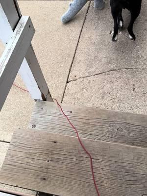 Well, let’s start  Monday out with Otis stopping up taking a stuffed animal off the porch#funnydogs #loveourfollowers #dexterandotis #petlover #funnydogsvideo #family #boydogs #dextereugene #otis #cousins #neighbors #wisconsinlife #dogsvideoontiktok 