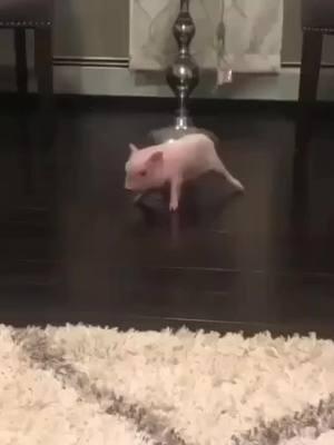 #pig #piglet #pigs #cutepigs#cute#cuteanimals#animals#farm#farmanimals#babyanimals#piggy#pigsoftiktok #repost #funny#hilarious#cute#adorable#adorablepets#pet#petpig#foryou#fyp#trending#tiktok#PetsOfTikTok #family#cool#funny#relaxing#bestofpigs#pig#Love#happy#joy#cuteness#cutenessoverloaded #babypig#babypigs 