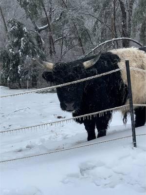 Critter update #winterstorm #snowstorm #ice #eky #kentucky #606 #ky #farmlife #mountainofmisfits #cows #highlandcow 