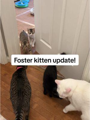 Our little social butterflies🥹❤️ #coopkitty #coopkittyfosters 