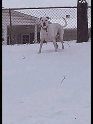 Snow day!!!! #fyp #phoebe #deafdogphoebe #snow #viral #famous 