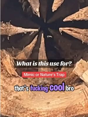 Mimic or Nature’s Trap #mimic #mimicking #Appalachia #CapCut #appalachian #creepypasta #appalachiantrail #appalachianmountains #supernatural #scaringpeople #horrortiktok #scaryvideos #creepytok #haunted #horrorgame #skinwalker #horrortiktok #conspiracy #misterio #paranormalactiviy #creepytok #historiasdeterror #horrorstory #truecrimetiktok #scarytiktok #hauntedtiktok #paranormaltiktoks #scarystories #wendigo #skinwalkervibes #rake #coyotes #shapeshifter #animals #wilderness #feralpeople 