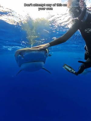 1 min of a peaceful shark dive with me & @andriana_marine 🦈💙🦈 Was it what you expected? Of course there are some wild moments that get the heart racing but the majority of a shark dive is quite relaxing 😌🙏🏼💙 #tigershark #sharkdiving #savesharks #snorkeling #sharkdiver #ocean 