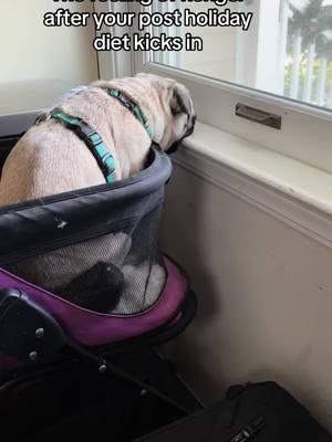 Chippie is the reason I’m very pro “crate” when she’s unsupervised. 🤣 #pug #pugsoftiktok #dogsoftiktok #PetsOfTikTok #fyp #rescuedog 