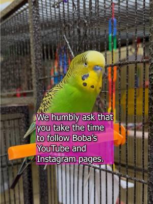 TikTok Ban? - Boba the Budgie - Talking Parakeet #talkingbudgie #parakeet #budgiesounds #talkingparakeet #petbird #budgies #budgiesoftiktok #parakeetsoftiktok #talkingbird #talkingbirds #PetsOfTikTok #birdsoftiktok #petsfyp #petvideos #budgie #tiktokban #fyp 