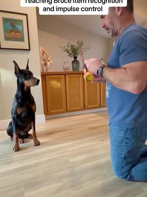 Teaching Bruce patience and working on item recognition. This was a tough one and you can see so much conflict. So proud of him. Always a work on progress. #bruceofrubydoobydo #brucethedoberman #doberman #dobermann #rubydooby_do #dogsofinstagram #showdogs  