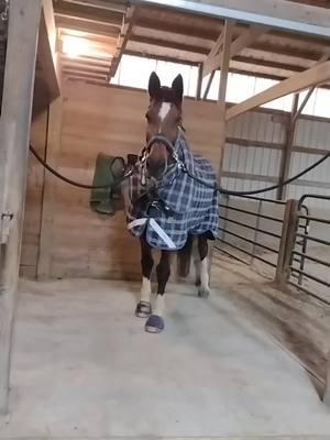 Come Get Ready With Me, let's get my dressage horse tacked up and ready to ride in cold!  weather.#equestrian #grwm  #grwmequestrianedition  #bayhorsesoftiktok #geldingsoftiktok #equestrianlife #dressagelife #horsegirl #barnlife #warmbloodhorse #holsteiner #dressagehorse #dressagerider #letsridehorses 