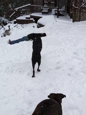 We saved Dad from the #snow 😁🥰 #twoboxersdelray #PetsOfTikTok #boxers #dogs #play #silly 