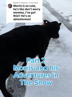 Replying to @mojicat_ Morris Sure does love his adventures!😅😂 #woollyranch #bottlecalf #sheep #sheepfarm #snow 