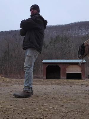 Mocha Mondays  #broomeanimalsanctuary #veganfortheanimals #choosecompassion #animalsanctuary #friendsnotfood #goat #mochamonday #goatsoftiktok @GregTonian @Broome Animal Sanctuary 