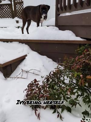 Ivy is going to do what Ivy wants to do! #twoboxersdelray #PetsOfTikTok #boxers #dogs #snow #boxerdog 