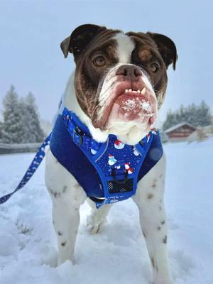 First Snow 2025 ❄️  #snowby #snowgoat #snowdog #snowball #bulldog #englishbulldog #dog #ilovesnow #snowday 