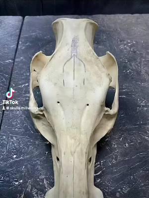 #skullsmillworks #huntingtiktok #hoghunting #thermalhunting #art #carving #skullporn #fyp 