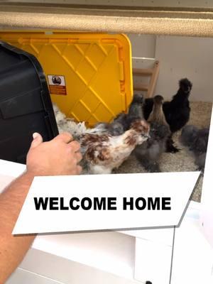 While he was down at the Outer Banks, Ethan was nice enough to help add these beautiful hens to our customers newly built coop. Welcome home #carolinacoops #chickencoop #chickens #homestead #chickenlife