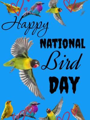 #nationalbirdday #bird #birds #birdsoftiktok #lovebirds #lovebird #parrot #parrots #parrotsoftiktok #fyp #viral #fypp #foryoupage #foryou #viralvideo #tiktok #tik #fypシ 