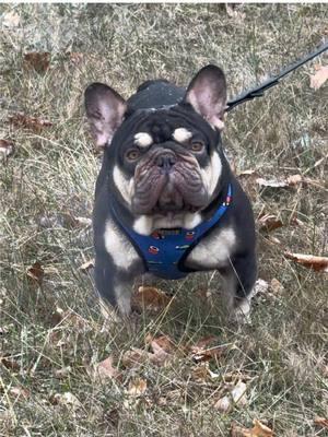 Mr. Grimm had a fun morning. Got a flat tire while out and about.  #frenchie #frenchbulldog #fluffyfrenchie #frenchbulldogpuppy #fluffyfrenchiepuppy #nirvana 