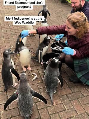 And I regret nothing!!! The wee waddle @Edinburgh Zoo is such a cool, incredible experience, especially if you love penguins 🤭🤭🤭. #edinburghscotland #edinburghzoo #kingpenguin #gentoopenguin #penguins #animals #traveltok #travel 