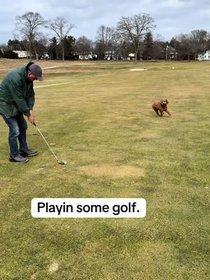 Learning how to play golf.  #dogmomsoftiktok #dogvideos #dogsoftiktok #dogvideosfunny #goldendoodle #dogmom #doggolf 