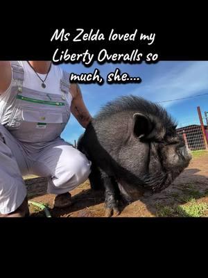 Ok a Little @LordOfTheRingsTok humor🤣🤣 Our piggies always do pocket checks😬❤️🐷 @Liberty Bibs #pocket #lordoftherings #gollum #piddyslegacy #funnyvideo #luvthesnout #nonprofit #sanctuary #rescue #pigsoftiktok #minipigsoftiktok #minipigs #pigs #whatwedo #howweroll #fyp #begging #livinmybestlife #livinthedream #kahu #babygirl #chase #comeback #frisk #humor 