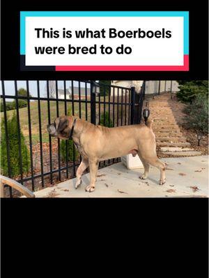 Reminder: this is what Boerboels were bred for. They aren’t just pets. Please don’t get them if you can’t fullfill their needs and manage their behaviors.  #boerboel #southafricanboerboel #dog #protect #guard #territorial #guarddog #protectiondog #workingdog #bark #growl #dogbehavior #bigdog #powerful #strongdog #purposebred #mydogs 