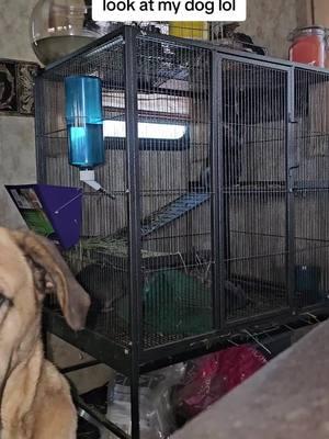 the baby chinchillas are going crazy they love to play but my dog is jealous  #leukemiasucks #riverboy46 #findJESUS #riverfulltime #FYP #FUNNY #dronestakingovertheworld 