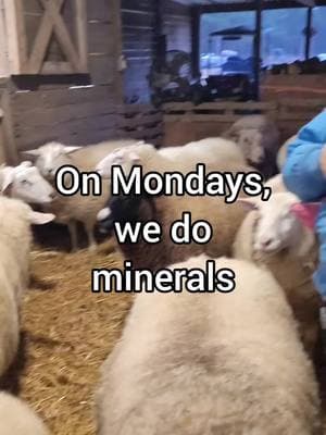 🌟 Mineral Monday! 🌟 Every Monday, we make sure our WoollyShire flock is stocked up on essential minerals to keep them happy and healthy! 🐑🐔 🛠️ For the Sheep: Their minerals support bone development, nervous system health, strong hooves, and so much more. 🍳 For the Chickens: They get calcium two ways—crushed eggshells and ground oyster shells. Calcium helps them lay strong eggs, keep their bones healthy, and grow fabulous feathers! It’s a simple step, but it makes a big difference. And that’s Mineral Monday in a nutshell! 💛 #MineralMonday #WoollyShireFarm #FarmLife #happyhealthyanimals 