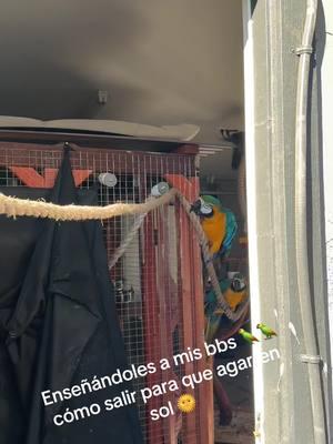 #parrotsworld #parrotslover #pericostiktok #avesdelmundo #lucyandharley🦜🥰 #guacamayas #macawsoftiktok 