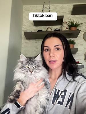 #mainecoon #tiktokban #ban #mainecooncat #catbreeder #mainecoonbreeder #foryou #fyp 