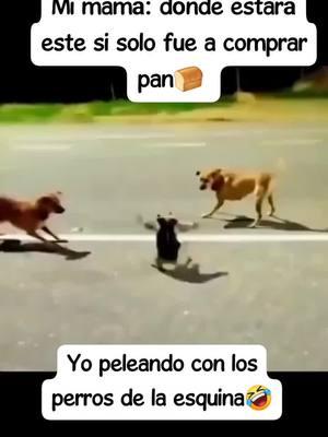 Lit yo😹 #parati #fyp #perros #anecdota 