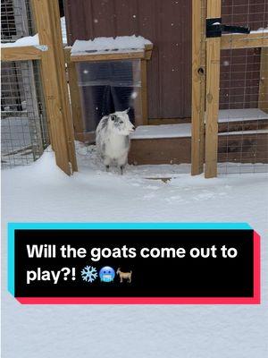 Goats in the snow update! ❄️🥶🐐 #farmlife #winter #snowstorm #minigoats #goatsinthesnow 