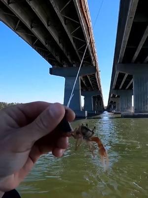 Using Live Fiddler Crab! #fishtok #saltwaterfishing #fishing #sheepshead #fy 