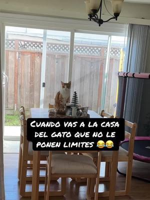 Mi bebe hermoso 😂❤️##fyp#fypシ#gatitos#michi#gatosinlimites#gatos#gato