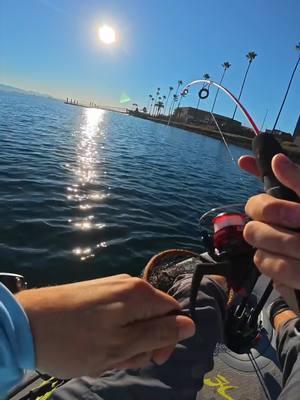 @catching_cyle Killin' it with the Zebco Dock Demon!! 🔥🎣 #Zebco #fishing #fishtok #dockdemon #Fishingtips #fishinglife