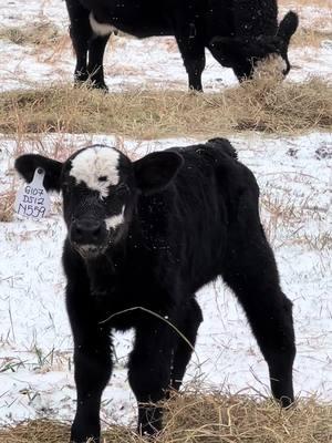 🖤 #justranchin #simangus #calftok #ranchtok #drover #southernmo