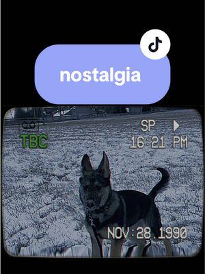 making myself nostalgic today 🥹 #wildcaughtkipper #kipperthedog #kipper #servicedog #sdit #servicedogintraining #multipurposeservicedog #cardiacalert #cardiacalertdog #cardiacalertservicedog #psychiactricservicedog #psd #germanshepherddog #gsd #germanshepherd #workingline #wlgsd #workinglinegermanshepherd #workingdog #workingdogs #sportdog #bitesports #bitesportdog #bitework #dogbite #bitedog #psa #mondio #mondioring #pots #eds #heds #snowday #snow #nostalgic #nostalgia 