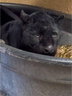 Spoiled? 🙀 Eh, we don’t think so— our rescues deserve it! ❤️ #animalsanctuary #wildanimalrescue #catsanctuary #blackleopard #leopard #leopards #catrescue #rescuecat #spoiledcat #pamperedcats #pamperedcats #cattv #minnesota #minnesotawinter #minnesotanonprofit #bigcat #wildcat #bigcats 