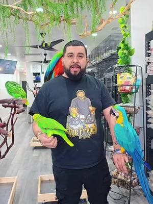 #video #viral #eldelospajaros701 #trending #paratupagina #fyp #exoticpets #petshop #foryou #exoticpetshop701 #paratii #yellownap701 #parrotsoftiktok #macaw701 #exoticbirds701  #eldelospajaros701 #the_french701_2 #fypシ #fyp #paratii #california 