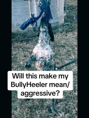 You tell me. #heeler #blueheeler #heelermix #bully #bullymix #dogsoftiktok #athlete #gamedog #grit #workingdog #fyp #viralvideo 