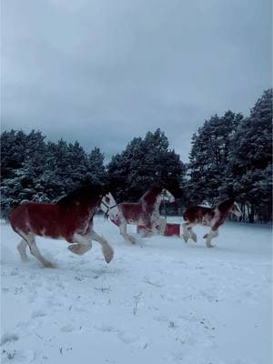 Pimp in distress 🥲#clydesdale 