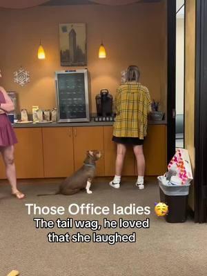 #onthisday he knows which one #foryourpage #americanbullylover #dogsoftiktok #omg #thatgirl #fypシ #dog #dogmom #PetsOfTikTok #officepup #puppytiktok #fyp #ladiesman #office #work #officehumor #officelife 