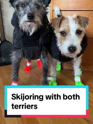 Lottie loves skiing so much she can be a bit of a problem. 🥲 Luckily Tilney puts up with her, unluckily he also likes to cause me problems of his own 🤣 #skijoring #dogpoweredsports #skiing #nordicskiing #xcountryskiing #ski #winter #dogs #dogsports #terrier 