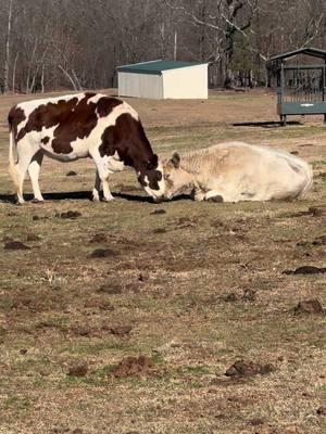 This is Sanctuary.  Where they’re able to grow old!  Sometimes we have to slow down to catch these very sweet moments between two residents.  This is Sienna and Venus. Though each arrived at Full Circle Farm Sanctuary through different circumstances, they both shared the need for safety and quality care.     Sienna is known for being a bit sassy, but she has a softer side when it comes to some of her herd-mates.  You can see her sharing a gentle moment with Venus, who is approaching her 11th birthday later this month.  Venus is much more reserved than Sienna and stays to herself and some of the more senior ladies in the pasture.  While these two are quite opposite in personality, they are both kind and caring with each other. Venus and Sienna share a pasture with Gloria, Rapunzel, Iola, Sylvia, Ingrid, Breah, Kelsey, Matthew, Levon and Jupiter.  They all have unique personalities, identities and names from the moment they are rescued.  The herd has formed a tight bond and look out for each other.  Just like humans, some are closer to each other and they have their “clicks” within the herd. Having a special friend is common throughout the pastures.  Providing the residents with the safety to be exactly who they are and the ability to nurture bonds with friends and family is the reason why Full Circle Farm Sanctuary exists. The only thing we want from the residents is for them to feel safe, to live their best life and to make the choices that bring them the most happiness and peace. We don’t want, ask, or need anything else from them. If they never want to interact with us, that’s their choice and we honor their boundaries. We’re simply grateful to be able to care for them and to witness them living freely.  If you would like to read more about the residents of Full Circle Farm Sanctuary, you can visit The Residents page on our website.  #cows #sanctuary #rescue #friends #family #bonds