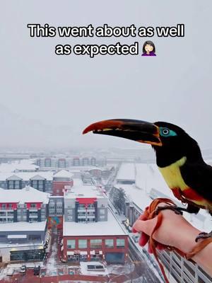 I thought he’d eat it, not perch on it 🤦🏻‍♀️ this video is a great example of why he always needs a harness on outside…. #toucan #bird #petbird #pettoucan #snowday #snowbird #snow #exoticpets #exoticanimals #washingtondc #arlingtonva #aracari #chester #birdtok #toucantok #pettok #viralpets #funnypets #viralanimals #snowdaydc #dcsnow 