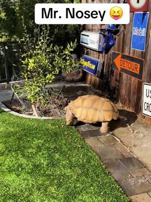 Stuck is not in his vocabulary 😂#africansulcata #bulldozer #aggressivetortoise #destructive #nope #grumpy 