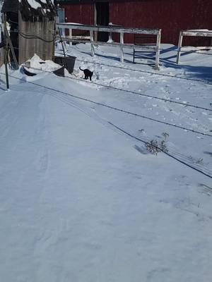 black cat wanted nothing to do with the smow drift #winterstorm #blackcat #catsoftiktok #snow #carryme #midwest #farmcat 