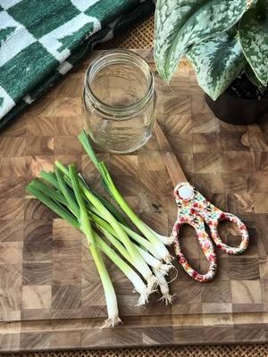 REGROW your grocery store green onions by putting them in water and then in your window! Just snip when you need them🌱🧅🤎 #greenonions #DIY #regrowfoodscraps #regrow #homesteadtips #growingyourownfood 