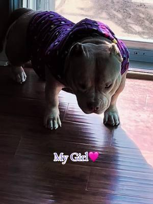 #fyp #viral #trending #Abkc #americanbully #pocketbully #extremebulls #americanbully_oficial #americanbullypocket #americanbullylover #americanbullyofficial #rockoblood #goldenchild #americanbully_oficial #americanbullylover❤️ #bullybreeds 