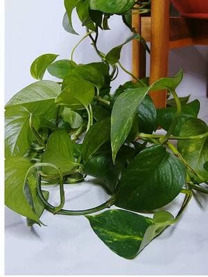 a very thirsty pothos  🍃 24 hours in 8 seconds 🍃 . .  #pothos #timelapse #plants #houseplants #plantcare #PlantTok #indoorplant #gardening #planttimelapse #hydrate 